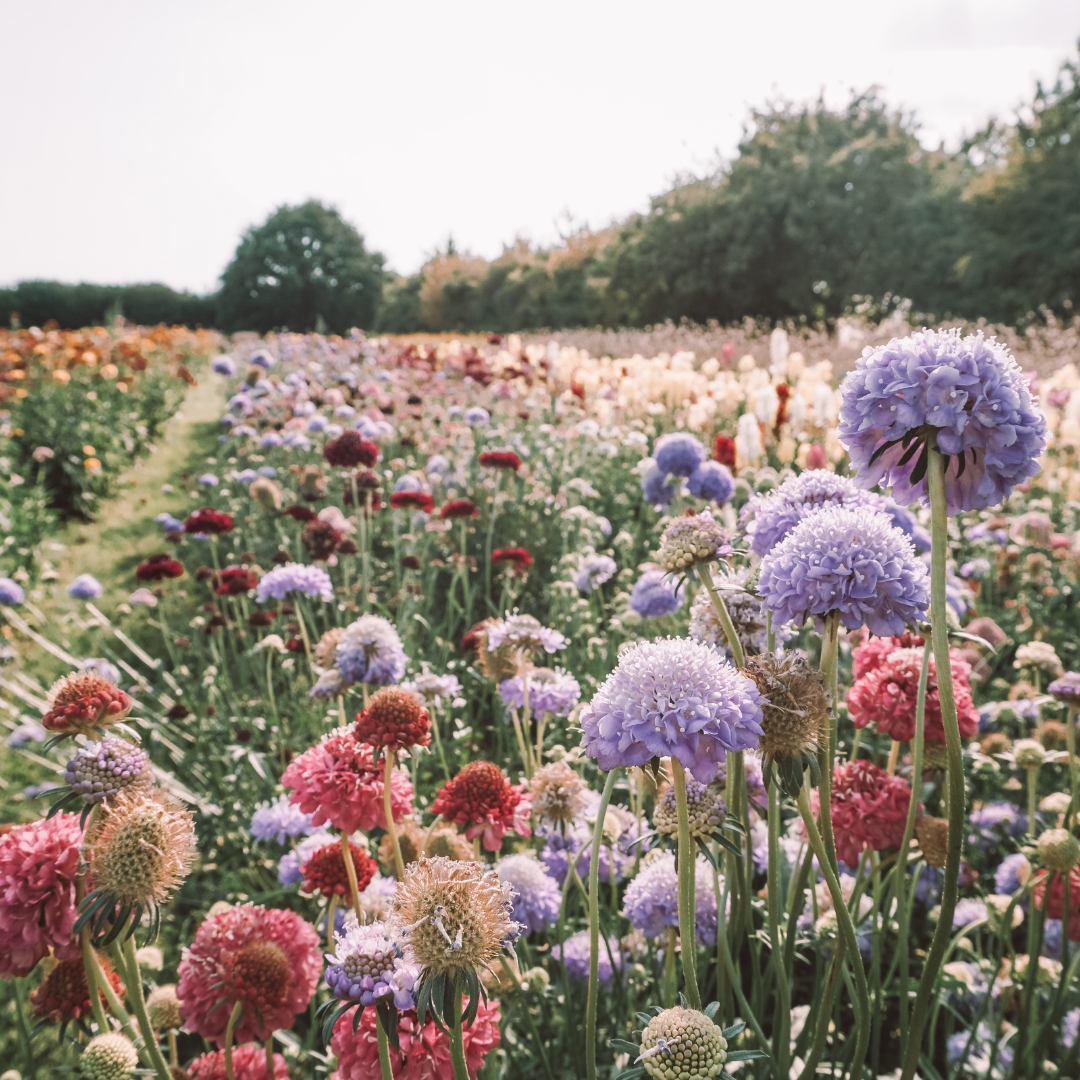 Aromatherapy | Scents to Improve Your Happiness